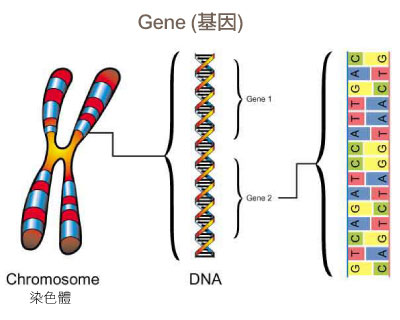 基因图片高清